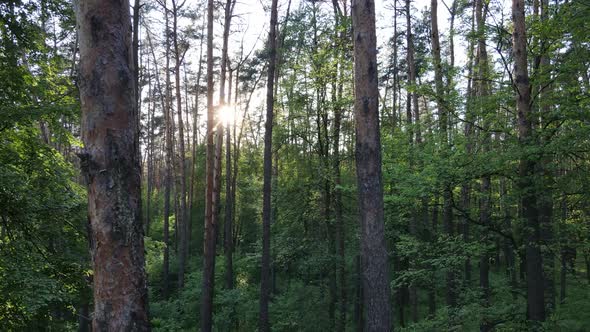 Wild Forest Landscape on a Summer Day