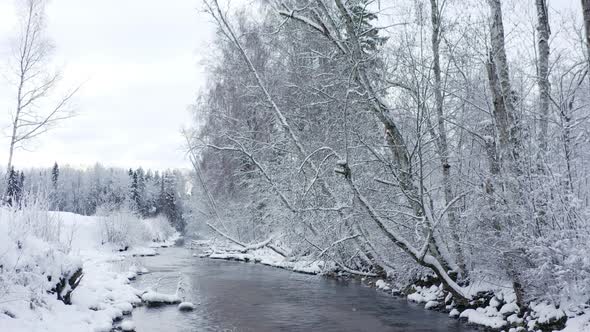 The Trees Filled with Snow on the Forest in Estonia