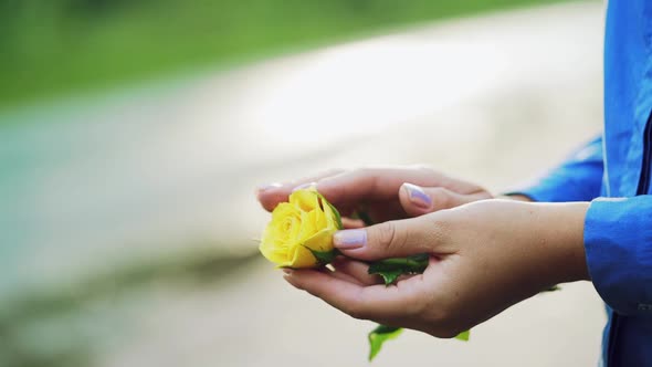 Yellow Rose in Female Hands