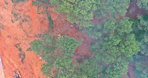 Preparation of the Land for Construction with a Used Dozer During Deforestation Forest Cleaning