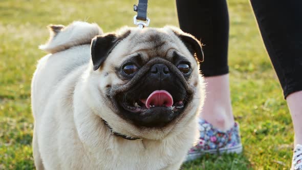Portrait of a Cute Happy Pug Dog in the Sunny Park