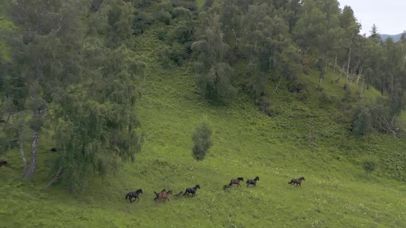 Aerial view of herd of horses in the wild. They are running through the trees into the valley.