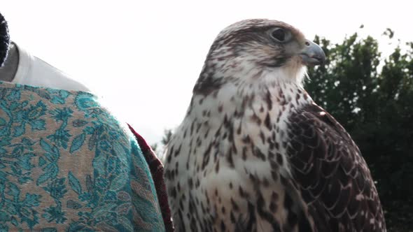 falcon and falconer during an explanation on training falcons