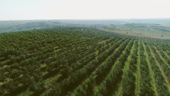 Beautiful Fruit Garden. Aerial View