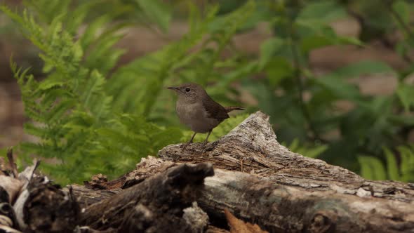 House Wren on lookout standing on a log