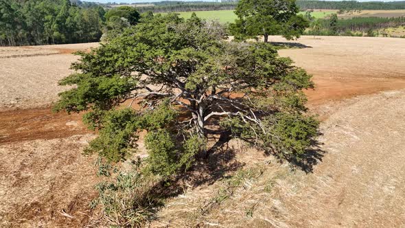 Flying around isolated tree. Rural life scenery.