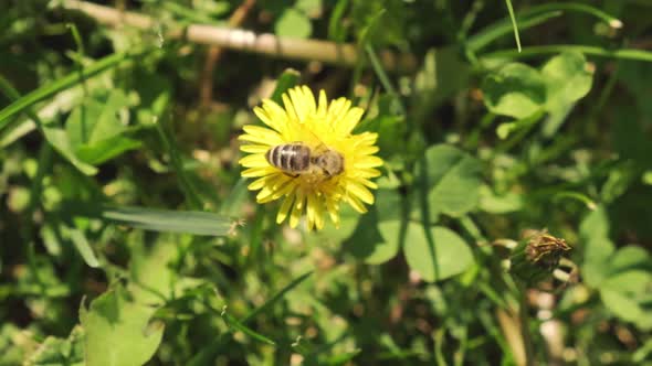 A Bee Collects Pollen From a Dandelion