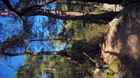 Walking in green forest at sunny summer day, vertical video.