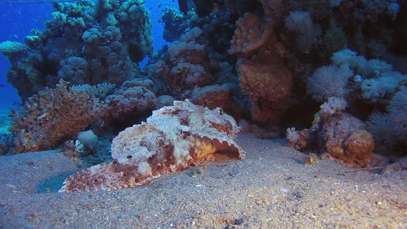 Red Sea Scorpionfish