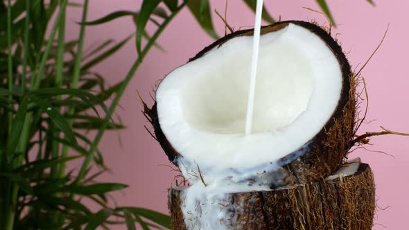 Coconut nut. Juicy ripe split coconut into which coconut milk is poured, on a pink background