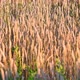 Close Up of Wheat Ears on Light Wind at Sunny Day. - VideoHive Item for Sale