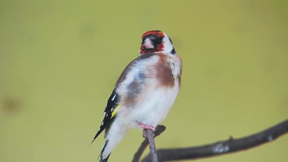 European Goldfinch or Goldfinch, Carduelis Carduelis. Small Passerine Bird.