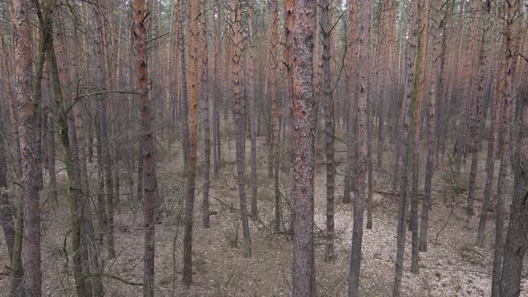 Forest Landscape Aerial View Slow Motion