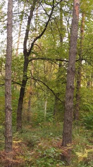 Vertical Video Autumn Forest with Trees By Day Slow Motion