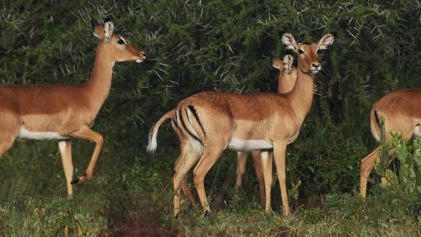 Beautiful Impala antelopes walking by green bushes in Kenya - close up