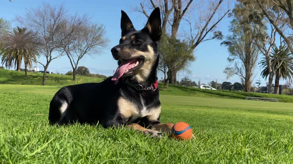 Australian Kelpie sheep dog on a green grassy field