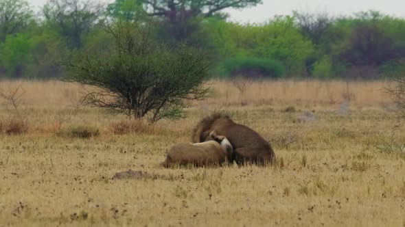 Two African Male Lions Fighting With Each Other On The Grass In Kgalagadi, Botswana.. -wide shot