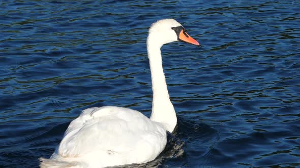 A Mute Swan On The Calm Blue Lake In Norway - close up