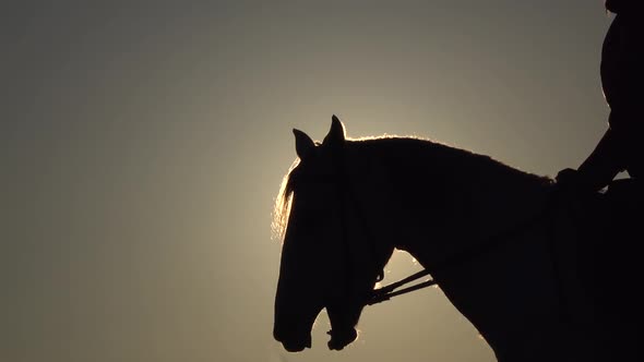 Side View of Female Horseback Riding During Sunset