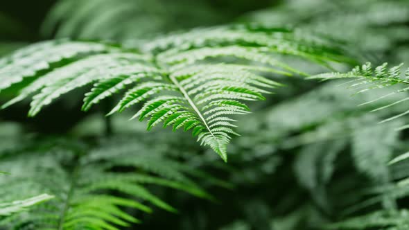 Footage of fern leaves with bokeh in the background. Close up of fern twig.