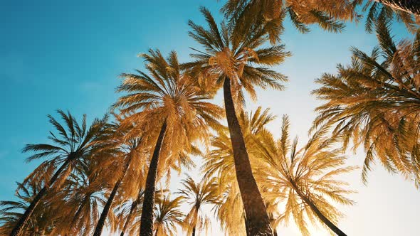 View of the Palm Trees Passing By Under Blue Skies