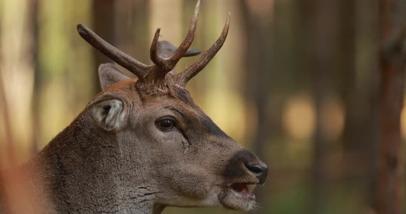 Fallow Deer Or Dama Dama Grazes In Autumn Forest