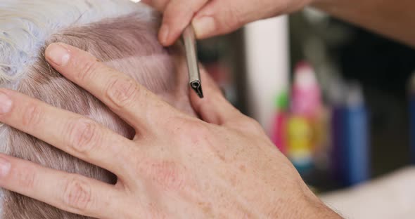 Close up view woman having her hair cut by a hairdresser