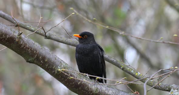 male of Common blackbird in nature