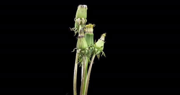 Time Lapse of Dandelion Opening Close Up View