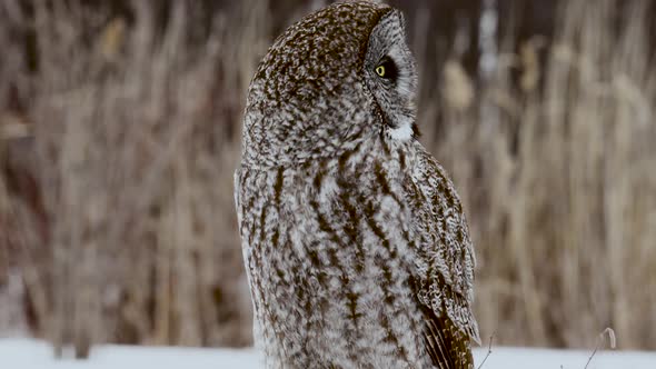 Great Grey Owl perched with cornfield background