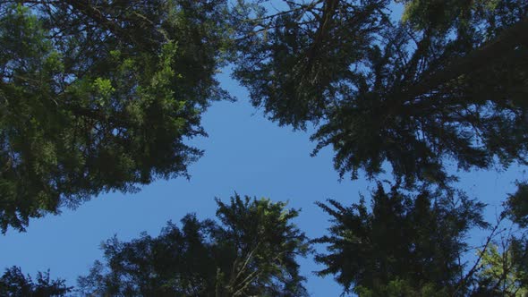 Low angle of trees