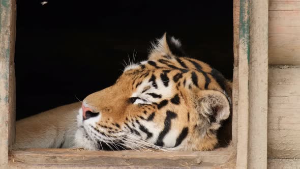 A Young African Tiger Sleeps in a Zoo