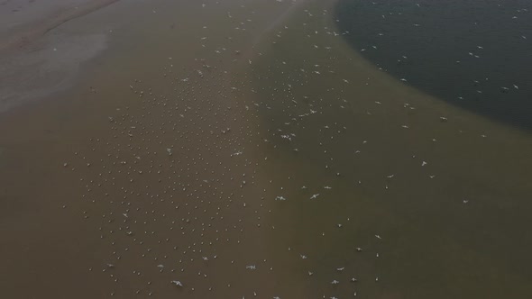 Large flock of seagulls flying over the beach and landing in the sea water for a rest 