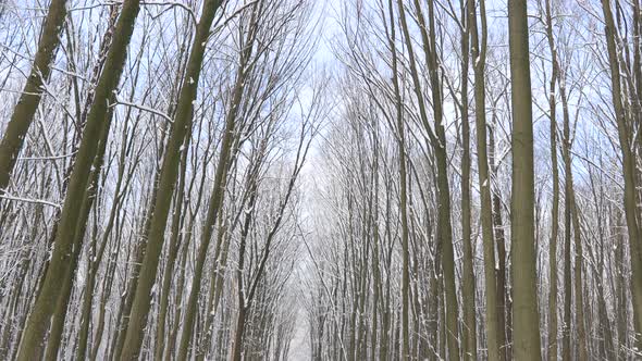 forest trees. nature snow wood backgrounds. panorama