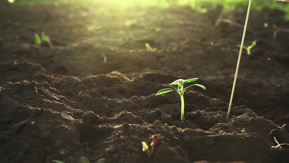 The Farmer Marks The Soil Planting Sprouts Seeds Seedlings. The Concept Of Signing In The Form