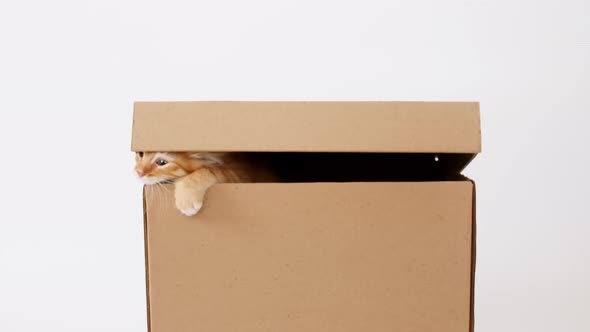 Cute Ginger Kitten in a Cardboard Box