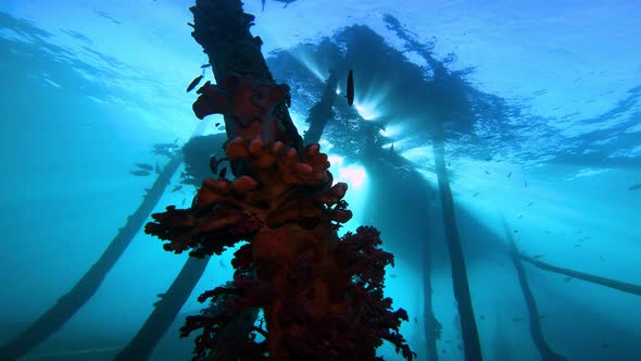 slow underwater glide to the left beneath a old wooden jetty with sun rays shining down.