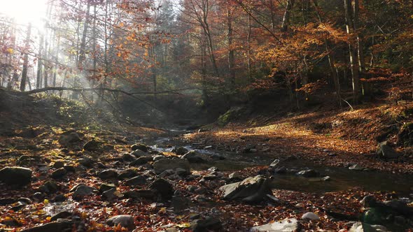 Forest river in the sunlight