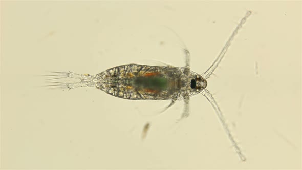 Zooplankton of the Black Sea Under the Microscope. Copepoda Family of the Calanoida Order