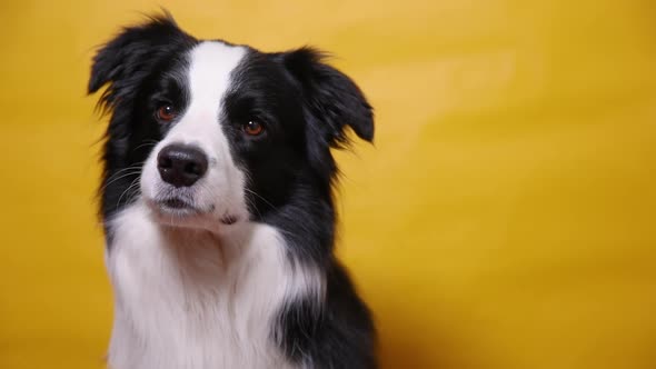 Funny Portrait of Cute Puppy Dog Border Collie Isolated on Yellow Colorful Background