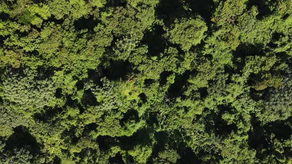 Top-down view of lush subtropical rainforest bordering lake Arenal in northern Costa Rica. 4k drone
