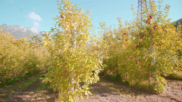 Long Aisles Between Rows of Apple Trees Growing in Autumn