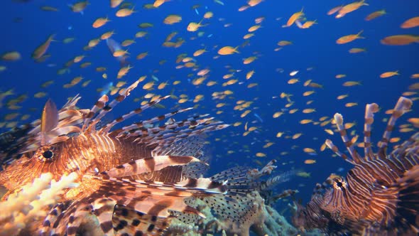 Underwater Tropical Lionfish