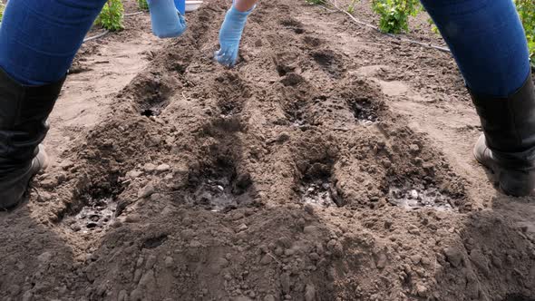 View From the Back, Female Farmer in Jeans, in Blue Gloves on Hands, Planting, Sowing Bean Seeds in