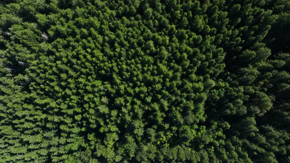 Top down shot of a lush tree filled forest.