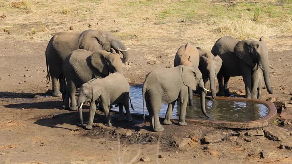 African Elephants Drinking Water - Kruger National Park