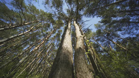 Spring Forest