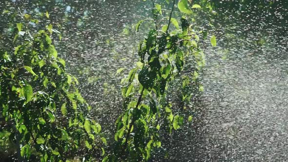 Garden Irrigation