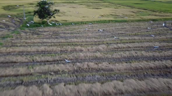 Aerial view Asian openbill fly at home at Malaysia