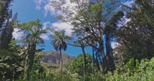 Hiking In The Rainforest POV 4K